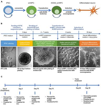 iPS Cell-Based Model for MAPT Haplotype as a Risk Factor for Human Tauopathies Identifies No Major Differences in TAU Expression